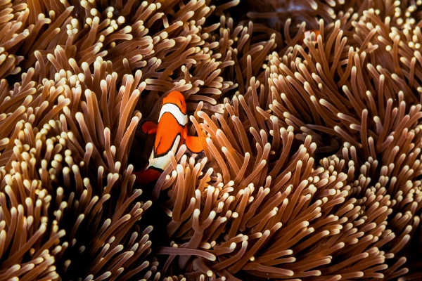 Nemo