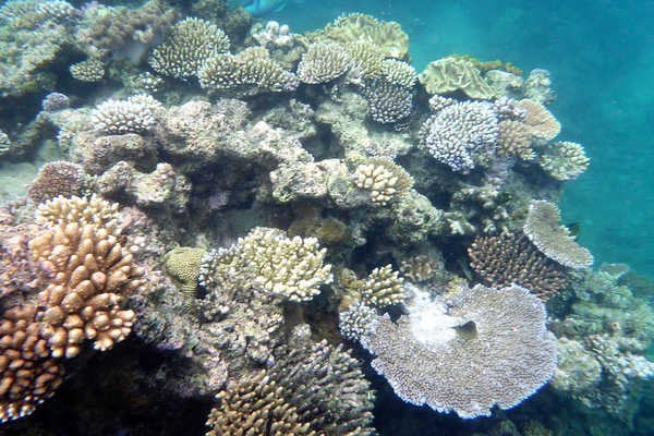 Norman Reef