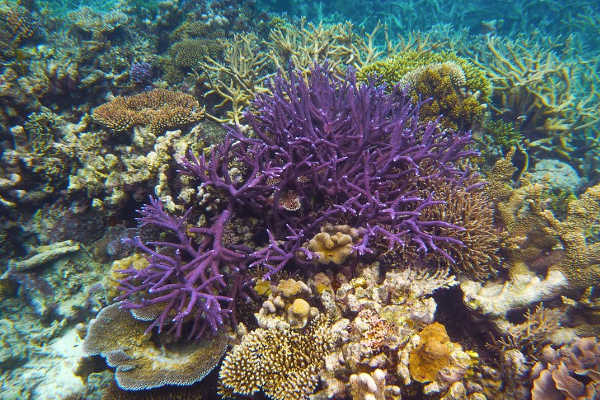 Reef