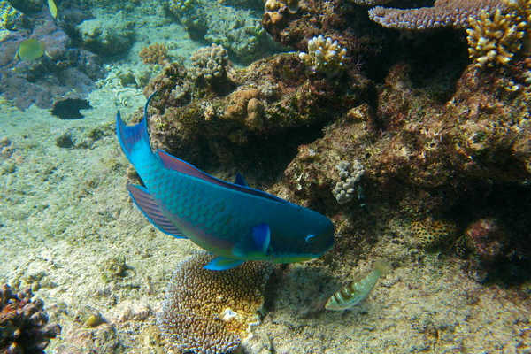Marine Life