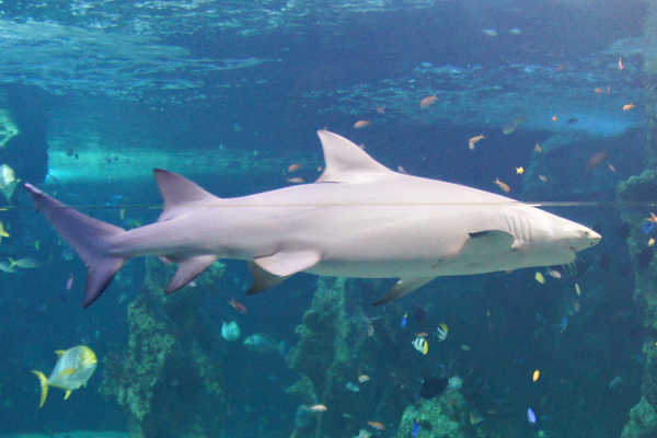 Shark Great Barrier Reef