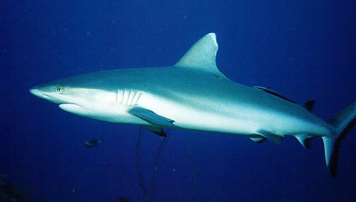 Great Barrier Reef Sharks