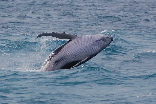 Migrating Whales