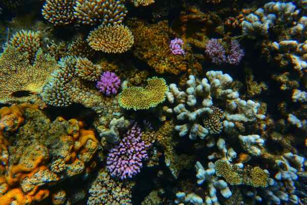 Colourful coral in the Great Barrier Reef