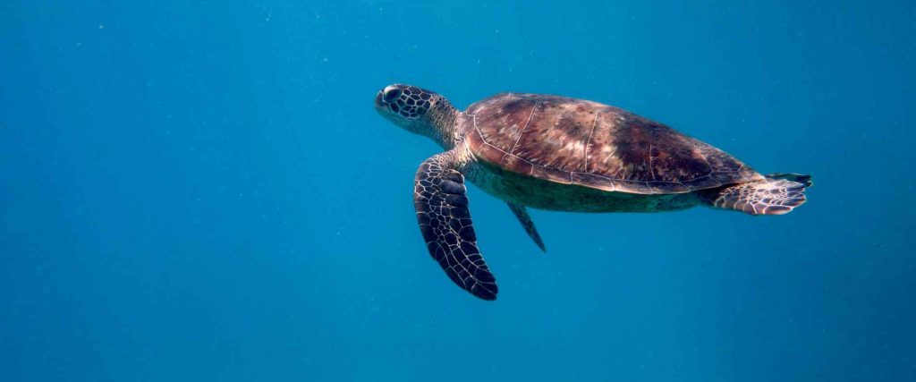 Sea turtle swimming through the Great Barrier Reef