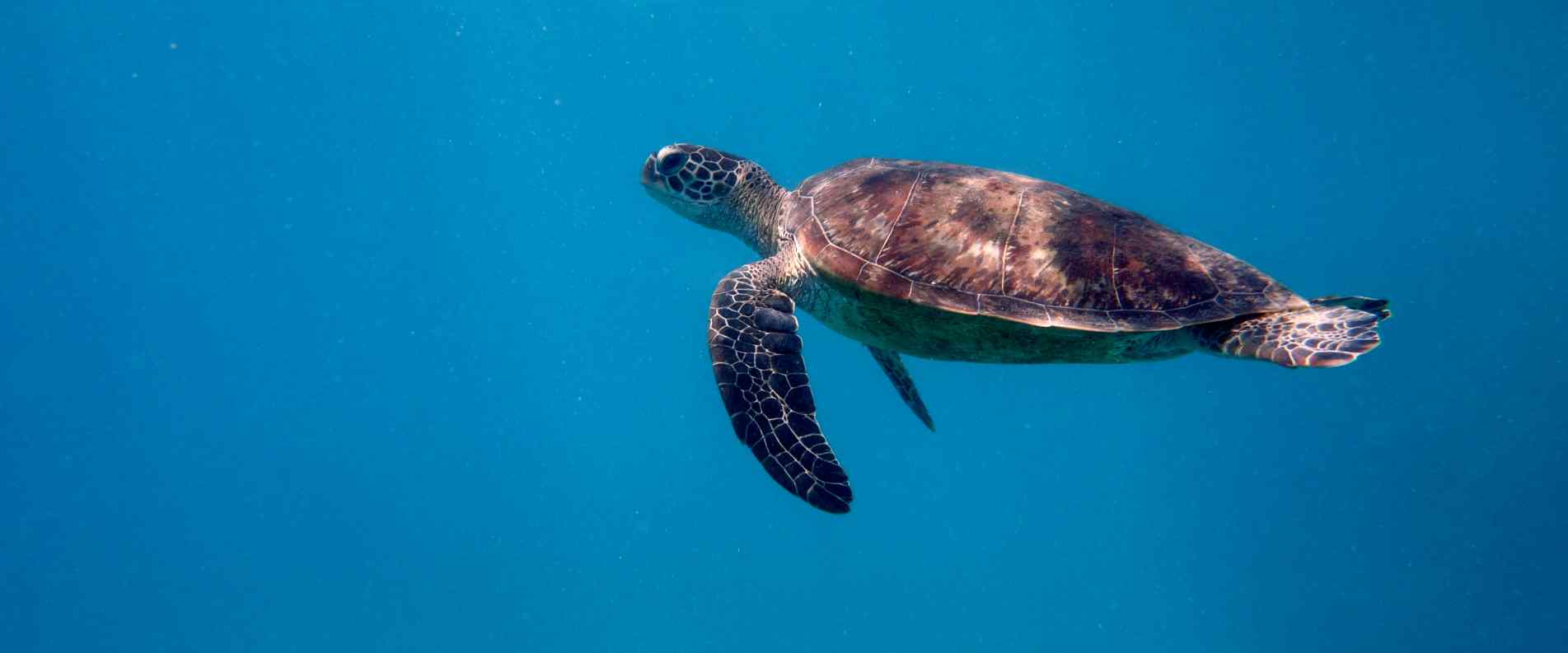 Sea turtle swimming through the Great Barrier Reef