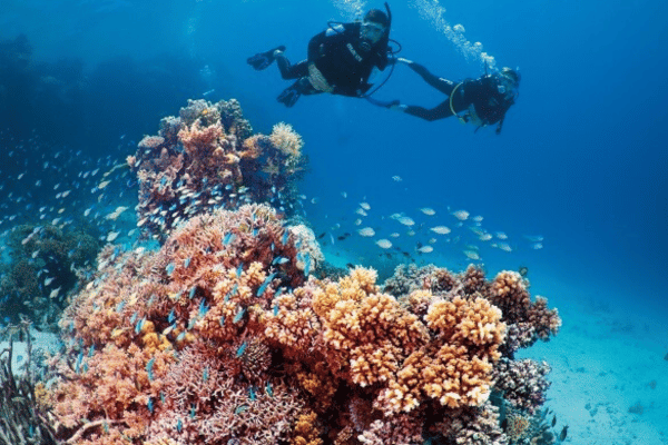 divers in the great barrier reef
