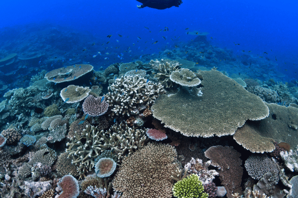 great barrier reef coral