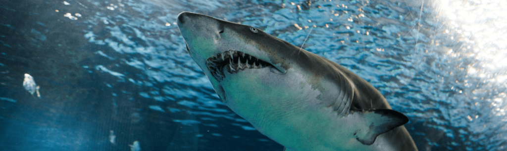 Shark in water