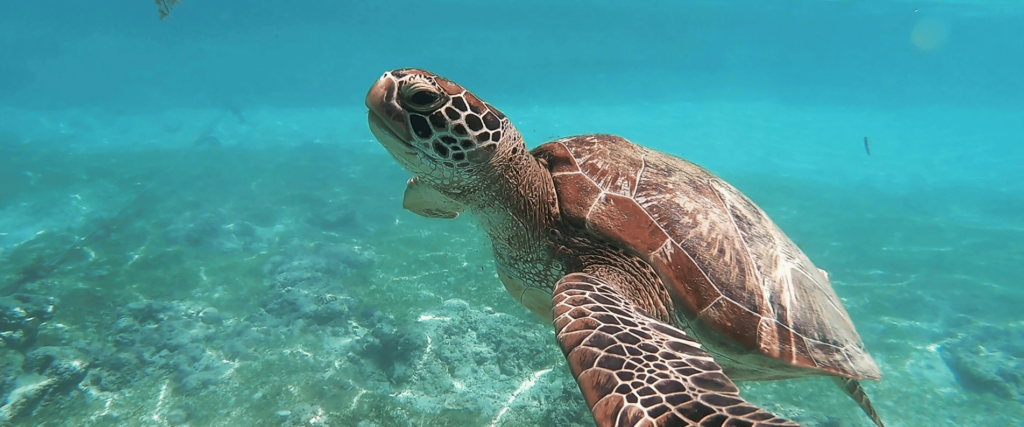 turtle in the ocean