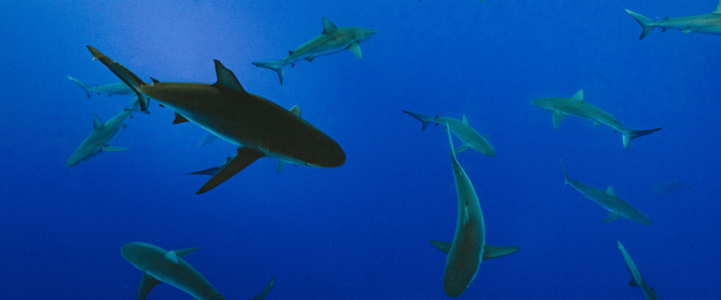 Shark in water