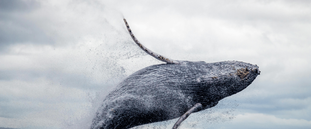 whale breaching out of the ocean