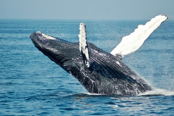Whale breaching out of the water 