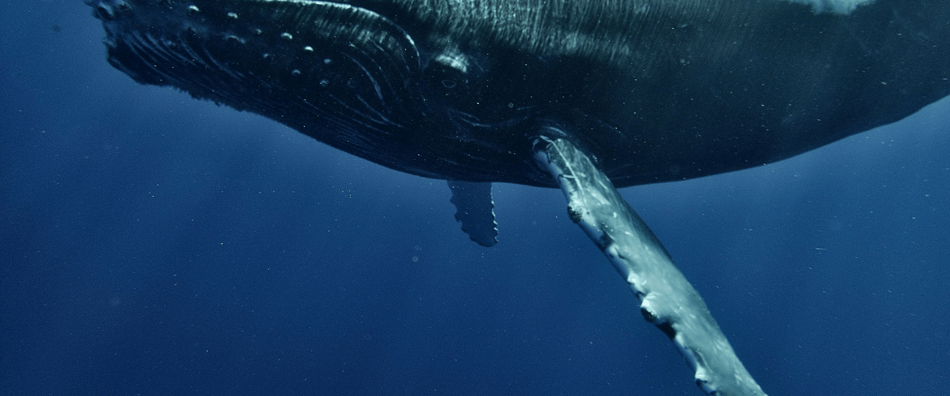 Humpback whale in the ocean